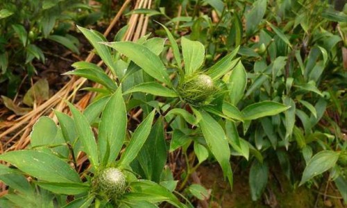 咳喘停胶囊生产厂家-咳喘停膏的作用与功效,中国咳喘停胶囊的主治网站